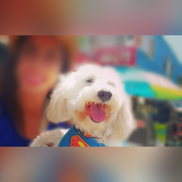 Meet your Posher, Clarity & Frosty Little Divo🐾💙 - Picture 13 of 16